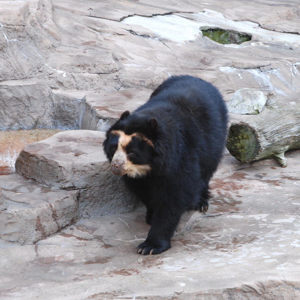 A spectacled bear with distinct facial markings roams a rocky terrain. Its lush black fur contrasts with the rough, natural stone surroundings.