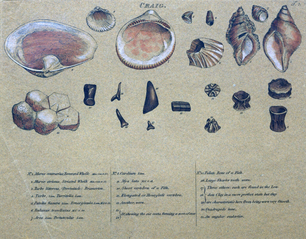 Illustration of various marine fossils on a beige background. Shells, shark teeth, and vertebrae are labeled with text below, evoking a scientific, educational tone.