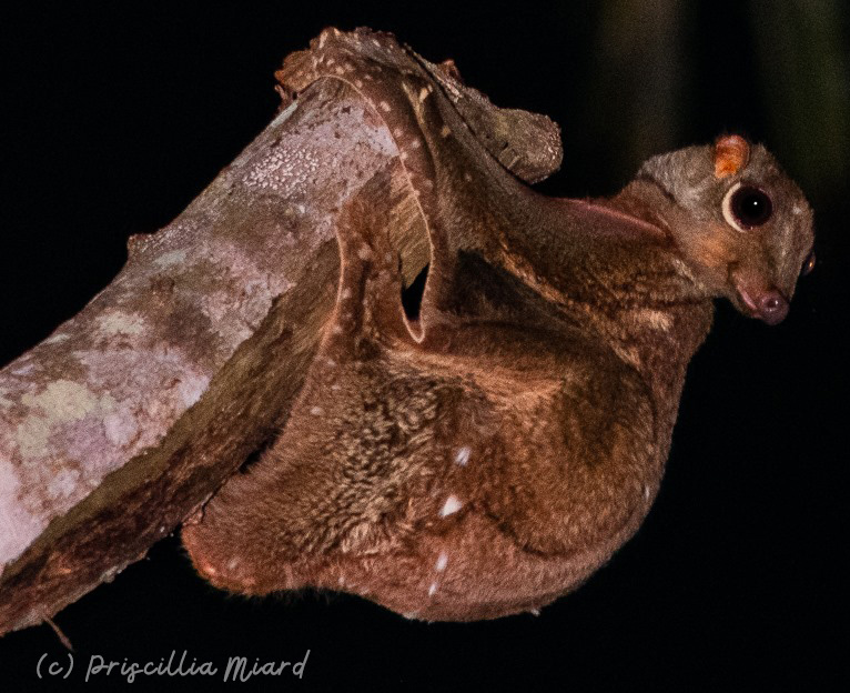 Sunda Colugo