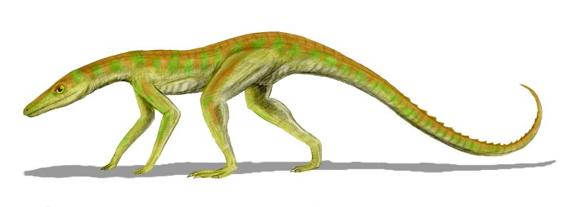 Illustration of an elongated, green-orange prehistoric reptile with a slender body, long tail, and four legs, casting a shadow on a white background.
