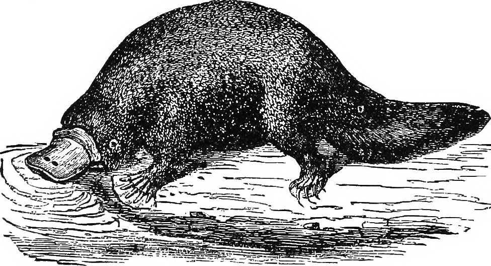 Antique illustration of a platypus on a log, characterized by its distinctive duck bill and webbed feet. The monochrome drawing conveys curiosity.