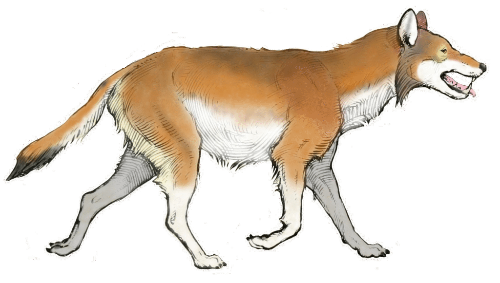 Illustration of a wolf with a brown body, lighter underbelly, and striped hindquarters. It walks with its mouth open, conveying movement.