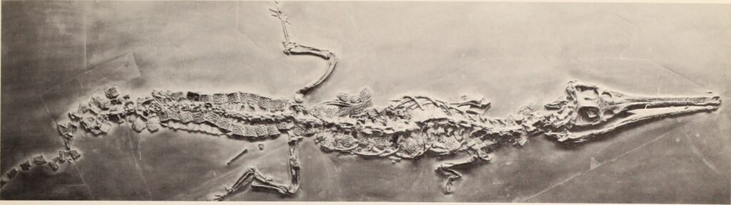Monochrome image of an elongated fossil of an ancient reptile with distinct skull and vertebrae visible, lying flat against a plain background.