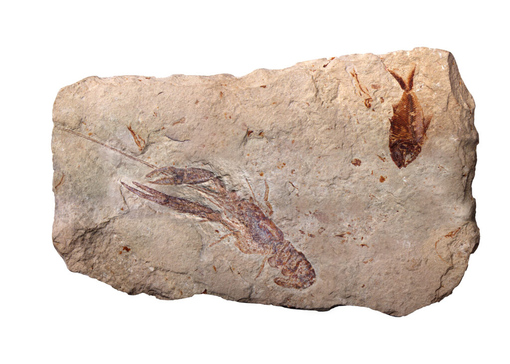 Plant trace fossils