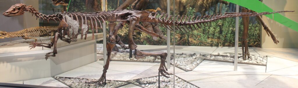 Fossilized dinosaur skeleton displayed in a museum exhibit with a forest mural backdrop. The bipedal skeleton is mounted in a dynamic pose.