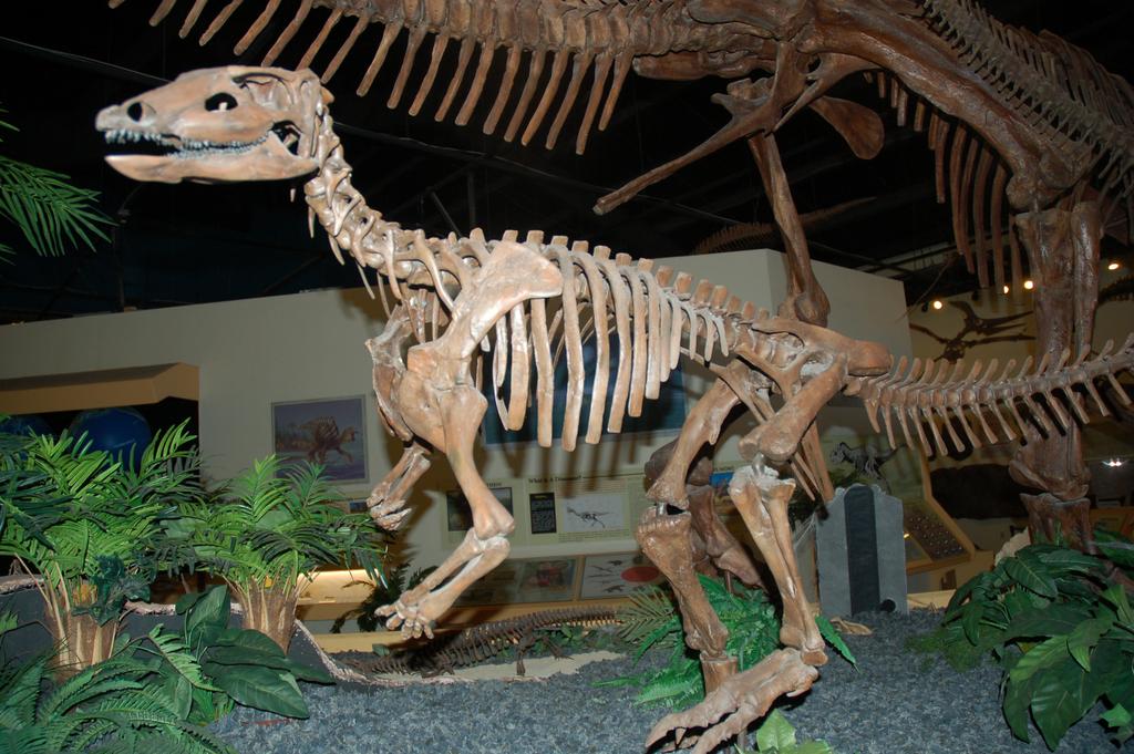 Dinosaur skeleton exhibited in a museum, shown mid-stride. Surrounded by artificial plants, it conveys an educational and exploratory tone.