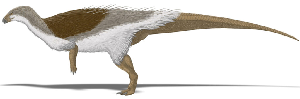 Illustration of a bipedal dinosaur with a long tail and a feathered body. It has brown and white plumage, conveying a dynamic and prehistoric vibe.