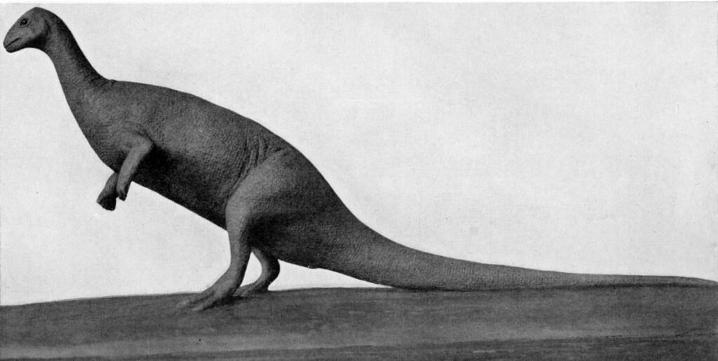 Black and white image of an Thescelosaurus model standing on two legs with a long tail and short arms, against a plain, light background, conveys a historical or scientific tone.