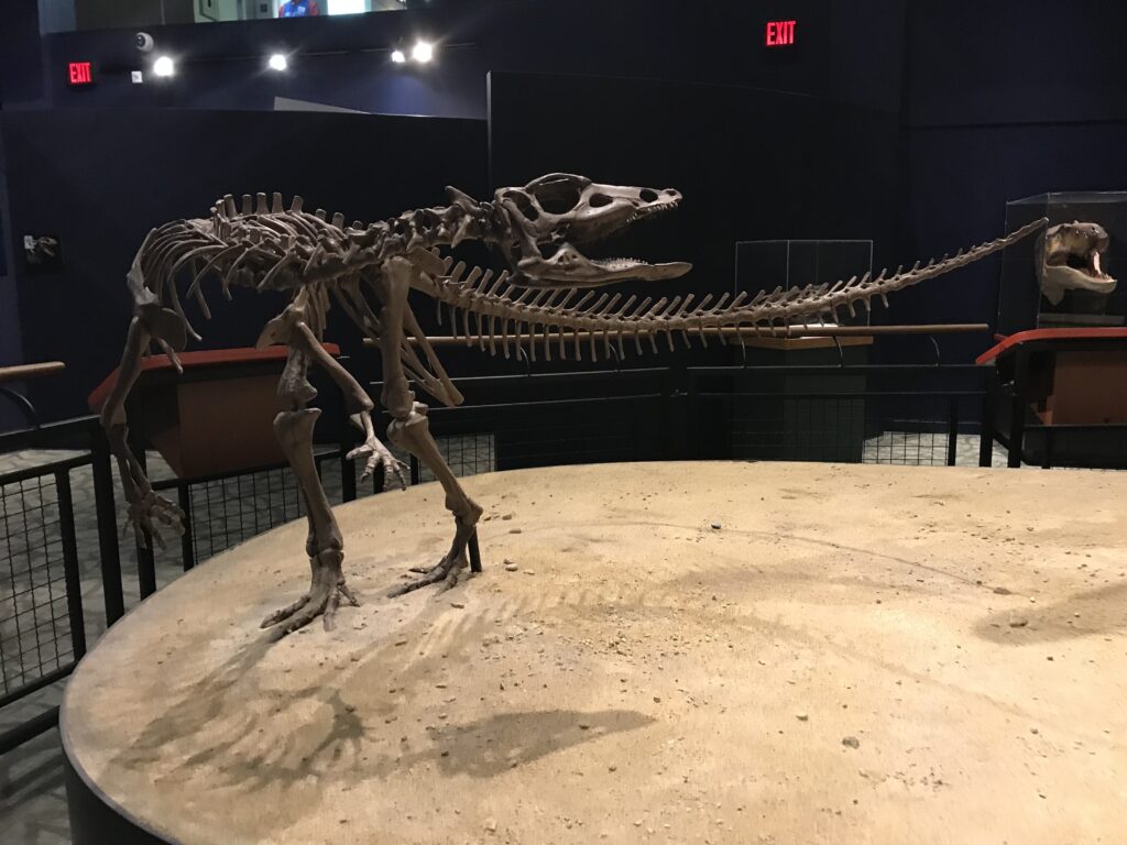 Dinosaur skeleton exhibit in a dimly lit museum, featuring a complete, curved fossil with long tail and open-mouthed skull. A sense of awe and history.