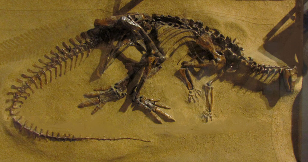 Fossilized dinosaur skeleton displayed on sandy rock. The fossil is well-preserved, showcasing detailed bones, including spine and limbs, against a beige background.