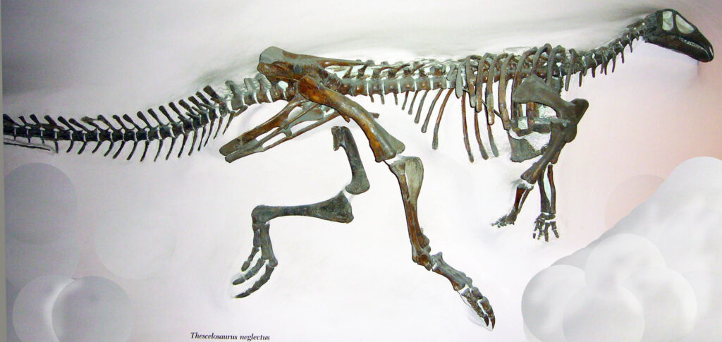 Skeletal remains of Thescelosaurus neglectus displayed in a museum exhibit. The fossil is mounted against a light background, showcasing detailed vertebrae and limbs.
