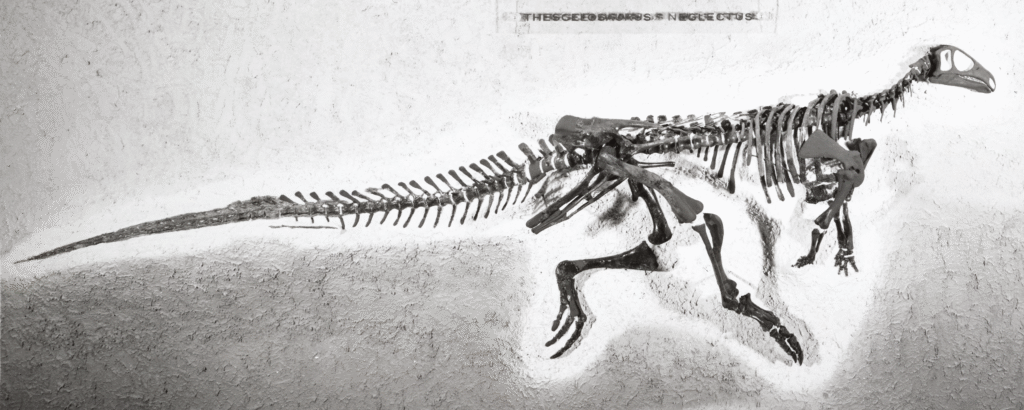 Dinosaur skeleton mounted on a textured wall, displaying long tail and limbs. The scene conveys a historic, paleontological ambiance.
