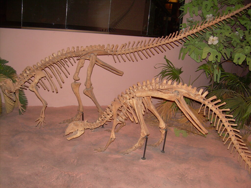 Dinosaur skeletons displayed in a museum exhibit. Two complete fossil structures positioned in a sandy setting with green foliage for realism.