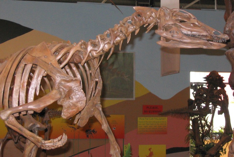 Dinosaur skeleton exhibit in a museum, featuring a partial view of a long-necked fossil against a colorful, informative background display.
