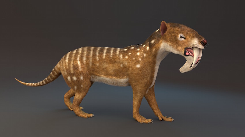 A digitally rendered Thylacosmilus, an extinct saber-toothed predator, with a muscular build, brown fur, white spots, and large, protruding fangs.