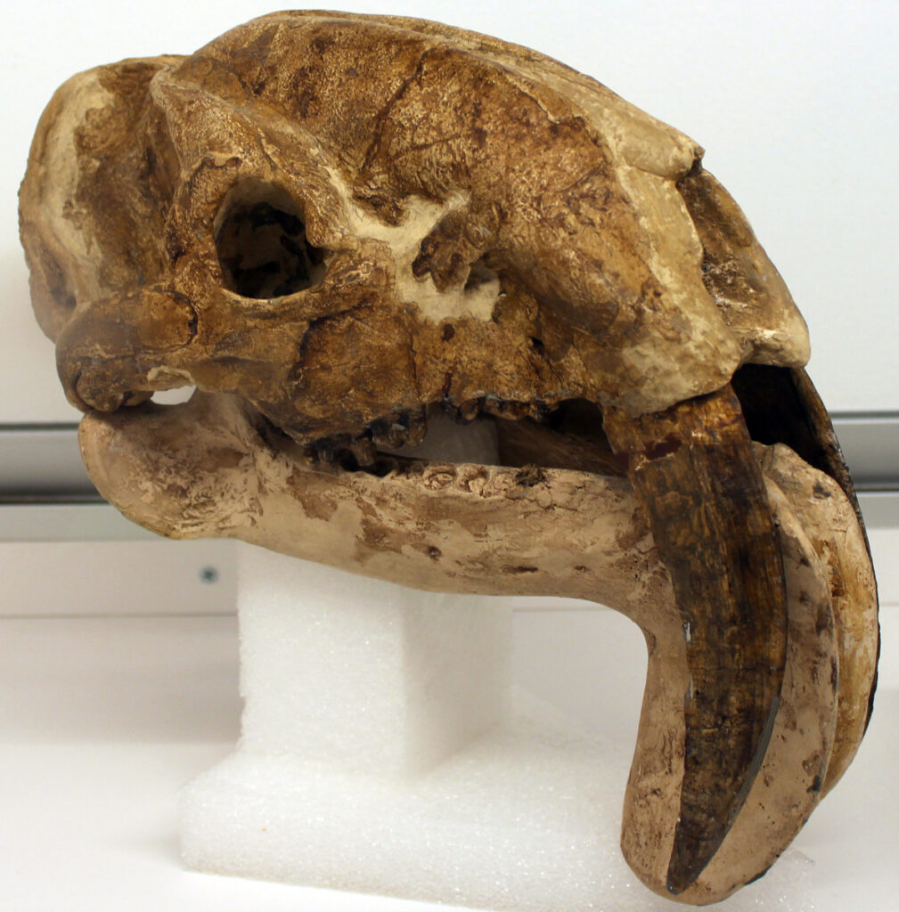 Close-up of a fossilized sabertooth cat skull with prominent curved fangs. The brown and beige texture contrasts with the white background and stand.