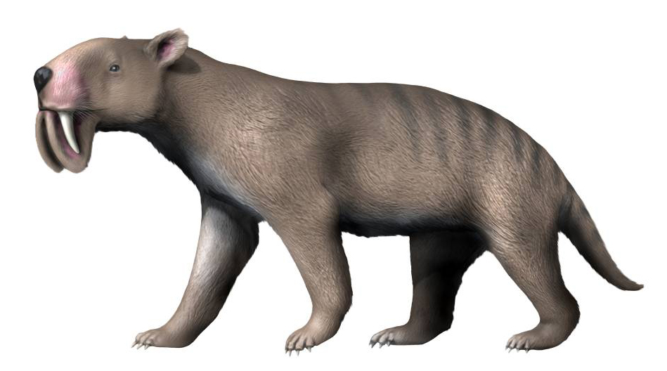 Illustration of a prehistoric marsupial, Thylacosmilus. It has a muscular body, long saber-like teeth, brown fur, and a distinctively strong presence.