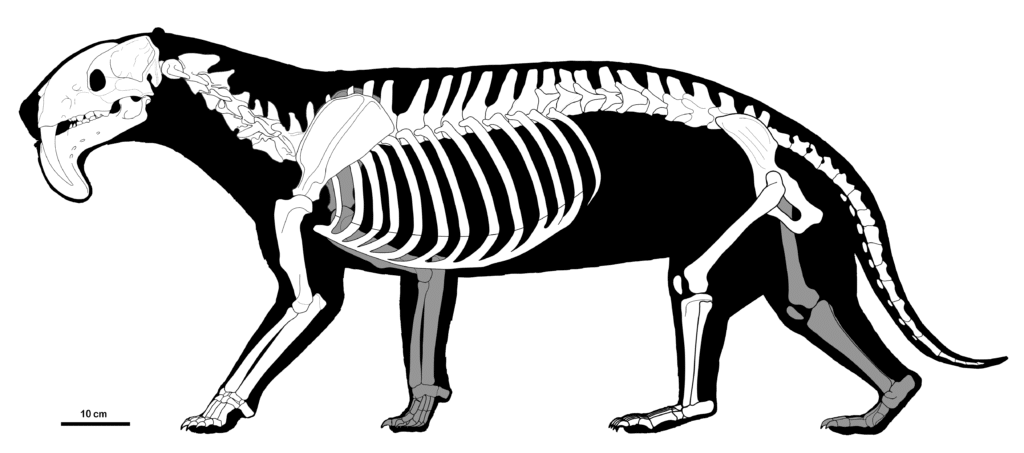 Illustration of a saber-toothed creature's skeleton, showcasing distinctive long canine teeth and a robust rib cage. Scale at 10 cm for size reference.
