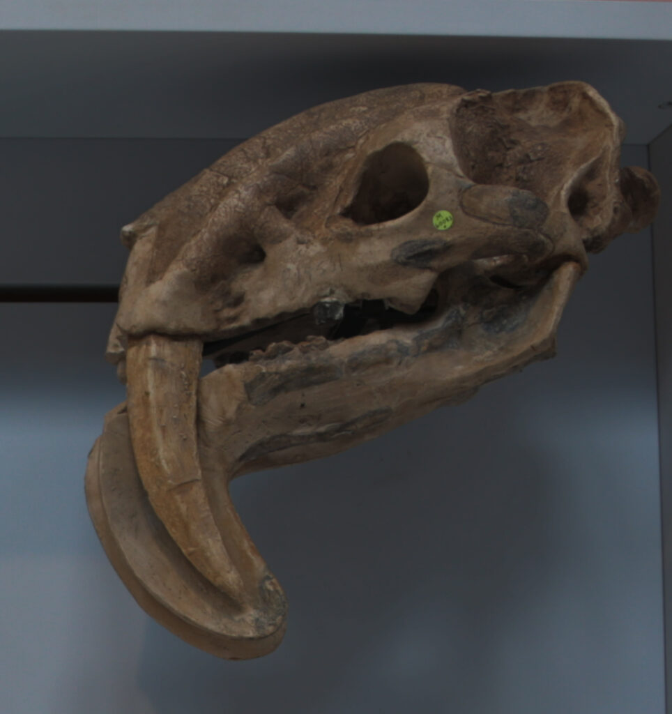 Close-up of a saber-toothed tiger skull on display, showing large curved canine teeth and eye sockets. The bone texture appears rugged and aged.