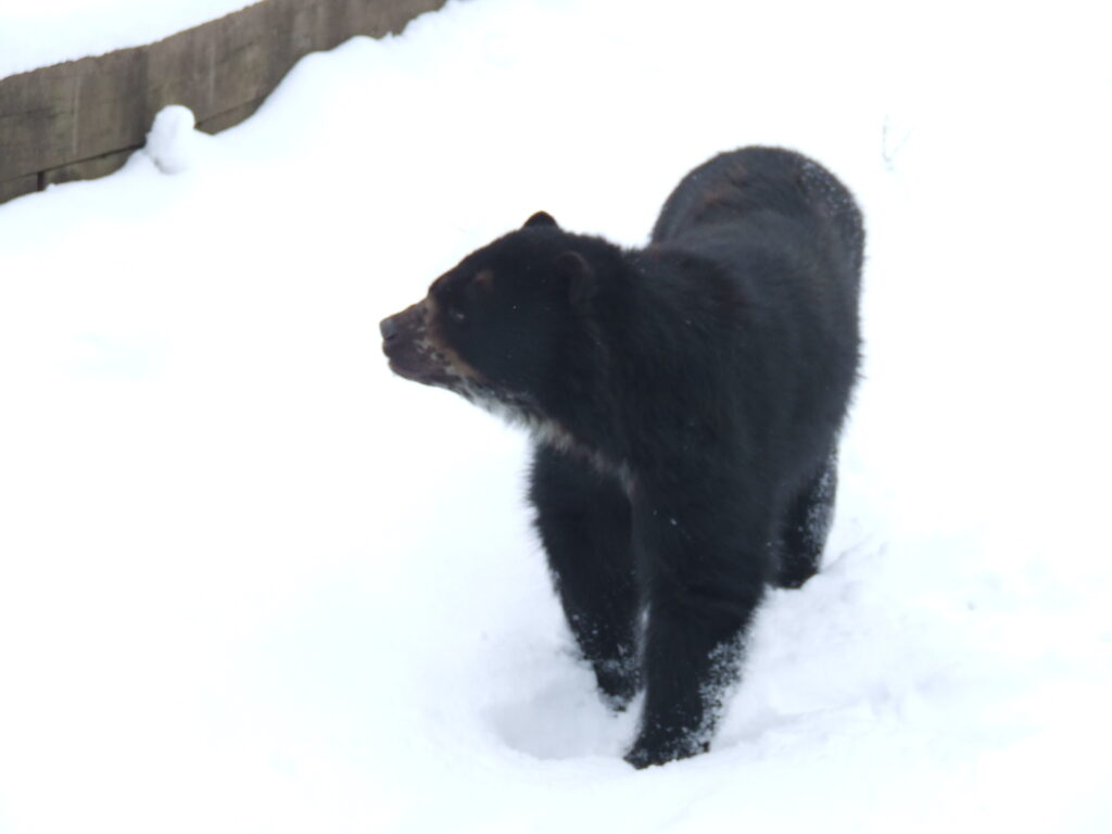 A black bear with dark fur walks on snow, leaving paw prints. A wooden fence borders the background. The scene feels calm and wintry.