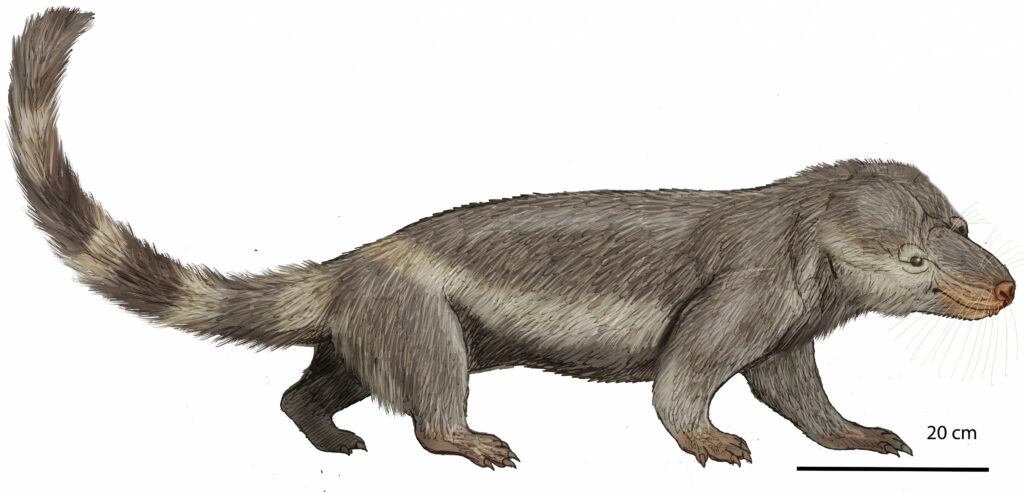 Illustration of a prehistoric mammal with a long, bushy tail, gray-brown fur, elongated snout, and short legs, depicted walking. Scale indicates 20 cm.