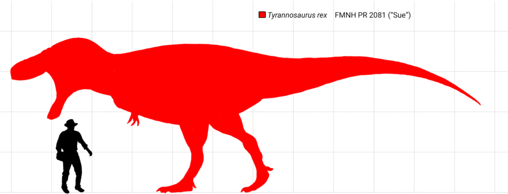 Silhouette of a red Tyrannosaurus rex dwarfing a black silhouette of a human in a hat, against a grid background, illustrating size comparison.