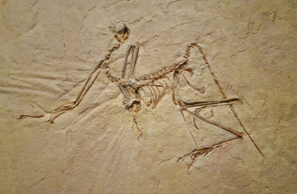 Fossil of a prehistoric bird-like creature embedded in light stone. The bones are delicate and detailed, suggesting fragility and ancient history.