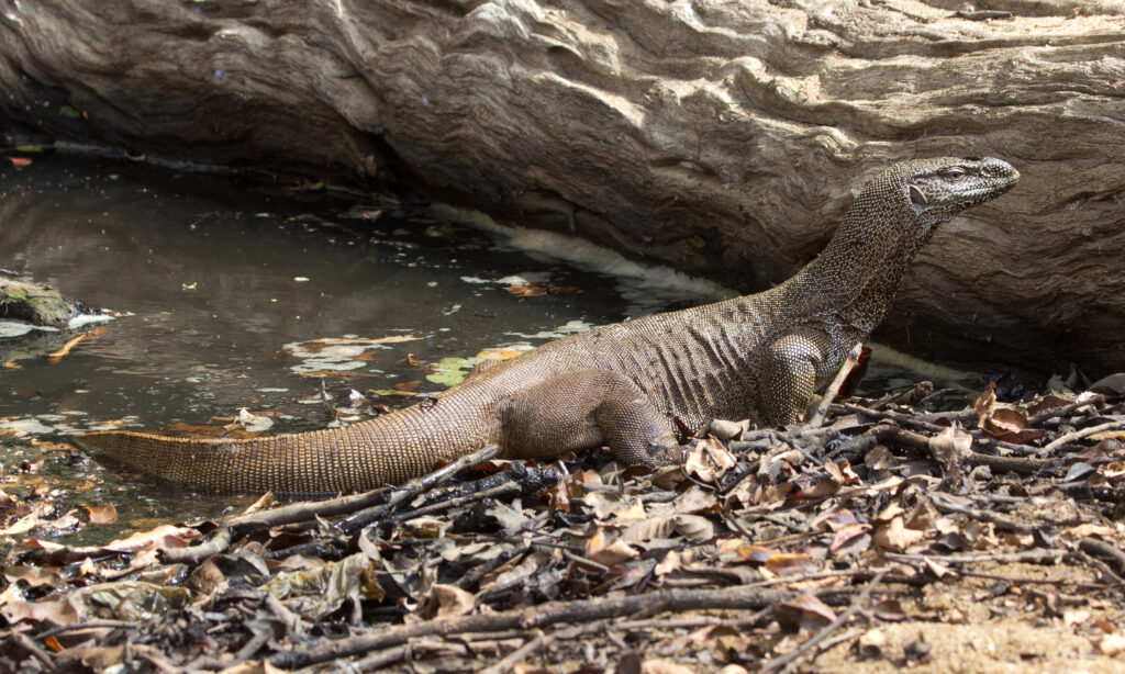 Monitor lizard basking by a shallow, reflective pond, surrounded by dry leaves and twigs. The scene conveys a calm, natural atmosphere.