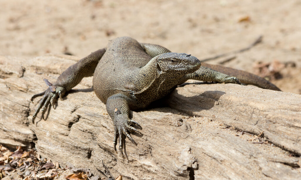 A large monitor lizard sprawls on a sunlit log in a sandy, arid environment. Its scaly skin is textured, and the scene conveys a calm, natural setting.
