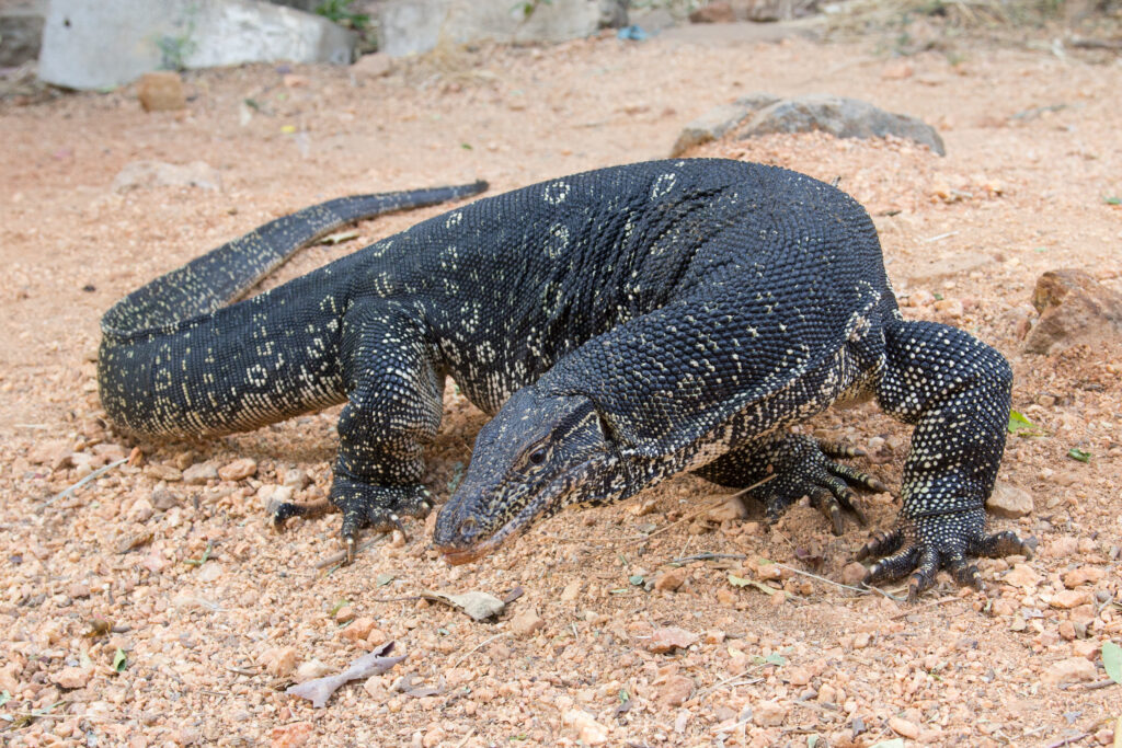 Large black monitor lizard with white speckles walking on sandy soil. Its textured skin and sharp claws are visible, evoking a sense of rugged resilience.