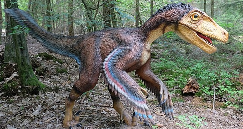 Velociraptor Dinosaur