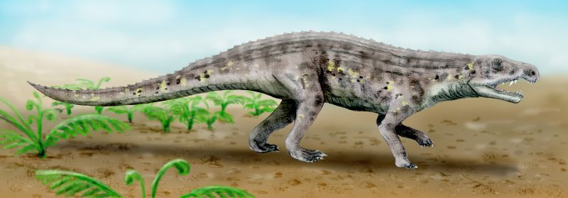 Venaticosuchus rusconii, an ornithosuchid from the Late Triassic of Argentina. Digital.