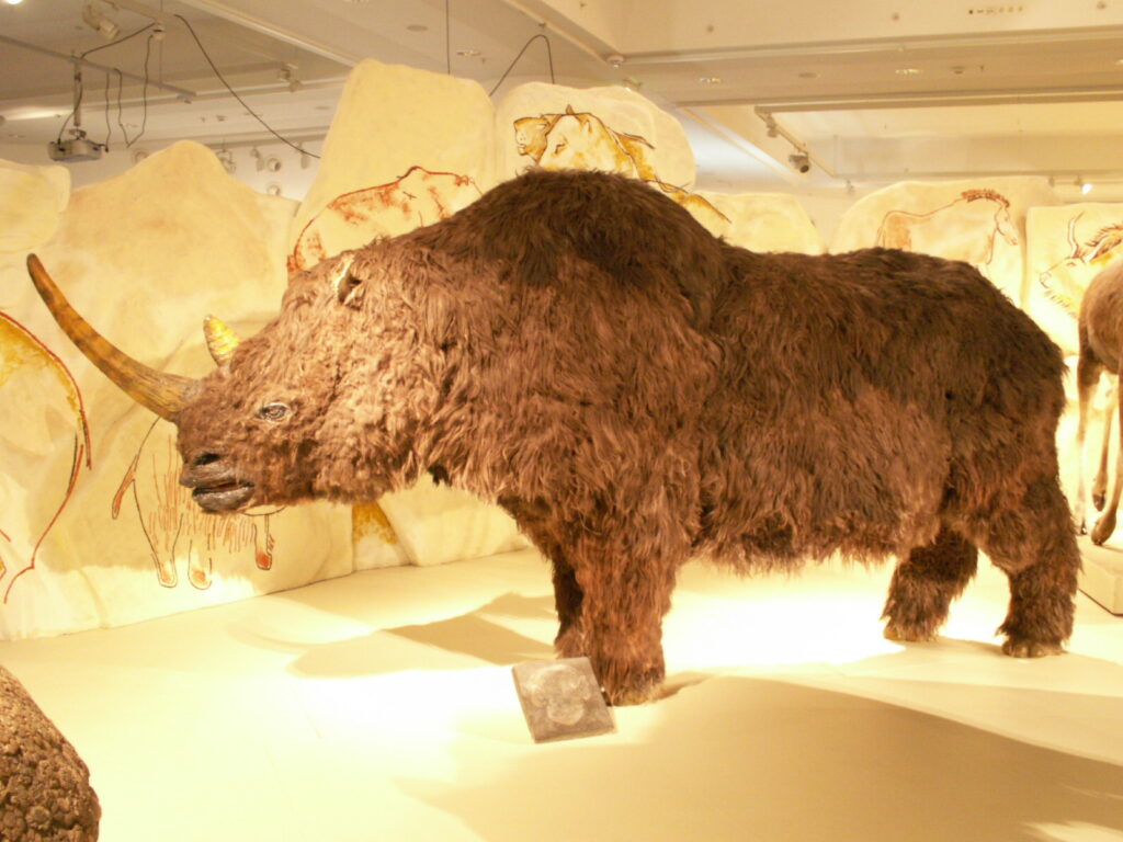 A lifelike museum exhibit of a woolly rhinoceros with thick brown fur and large horns, set against display panels adorned with prehistoric cave art.