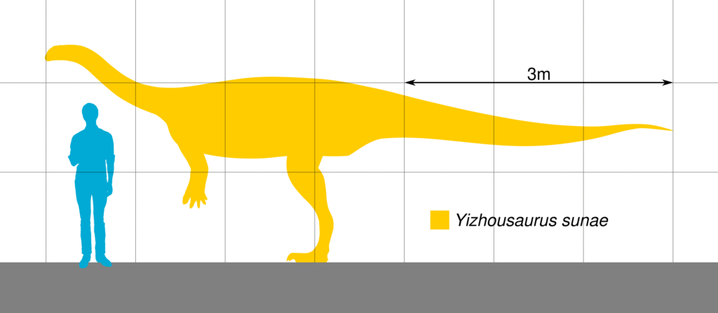 Silhouette comparison of a human and yellow Yizhousaurus sunae, highlighting its 3-meter length. The human silhouette is blue, emphasizing size difference.