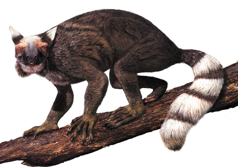 Illustration of an extinct giant lemur on a branch, displaying a striped, bushy tail and alert stance. It has dark fur and large, expressive eyes.