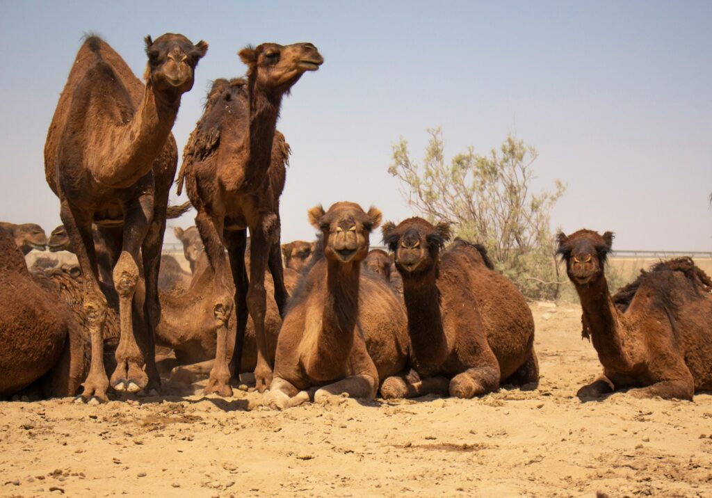 brown camels on brown sand during daytime