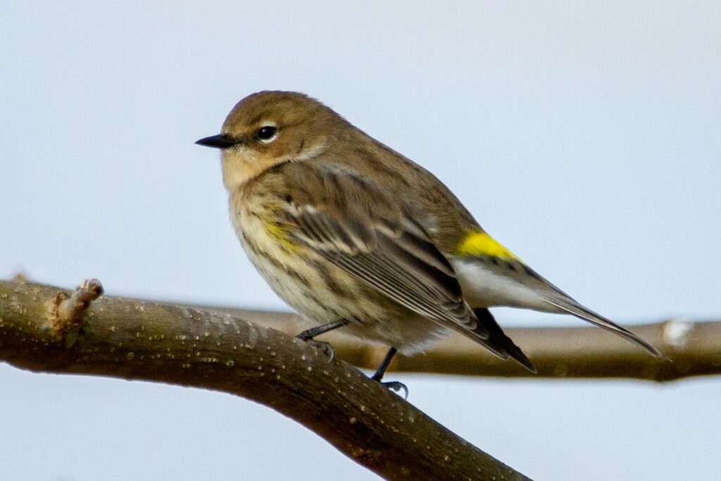 A small brown and yellow bird perches on a branch. Its feathers are fluffed, and a hint of sunlight highlights its vibrant plumage against a clear sky.