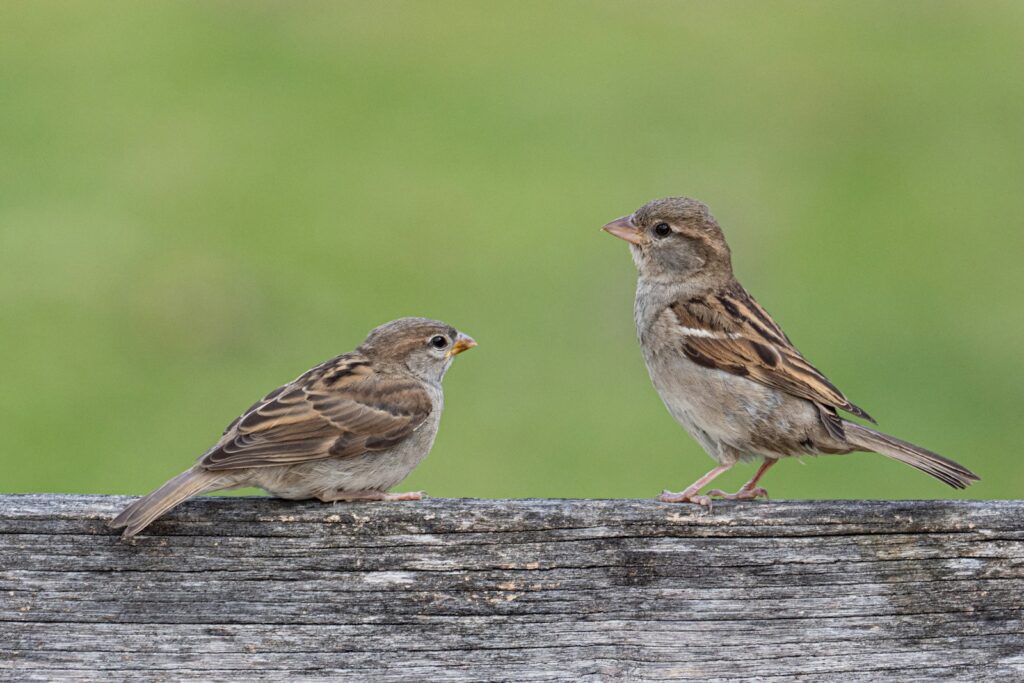 Two brown sparrows perch on a weathered wooden fence against a soft green background. Both birds face each other, conveying a sense of interaction.
