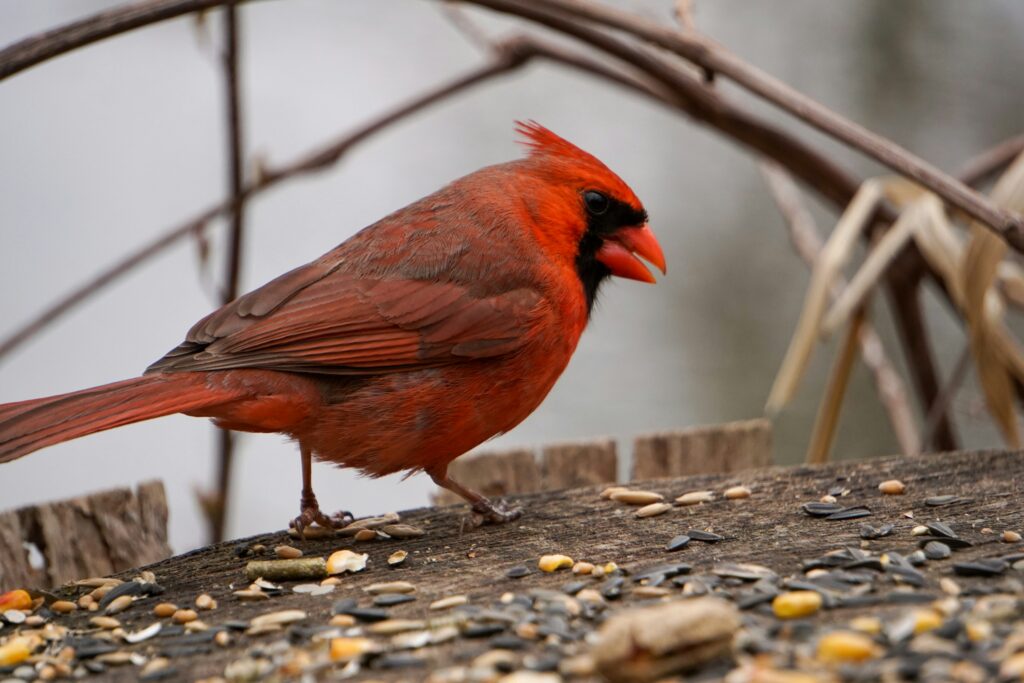 A vibrant red cardinal stands on a wooden surface covered with seeds. The background is soft with blurred branches, creating a peaceful, natural setting.