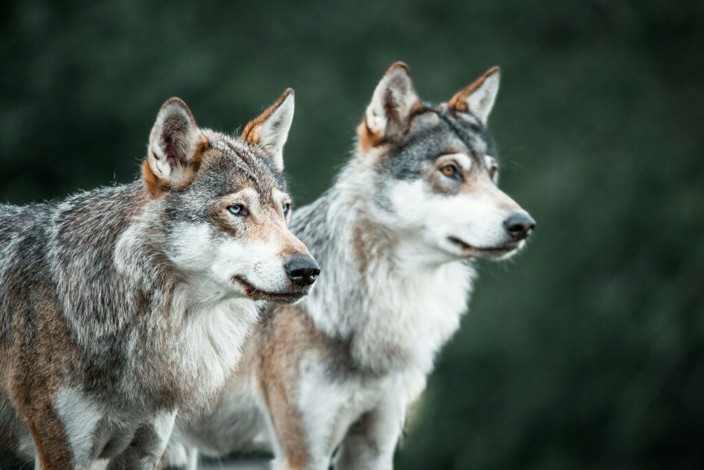 Two wolves stand alert in a lush green forest. Their fur is a mix of gray, white, and brown, and they gaze intently into the distance, conveying focus.