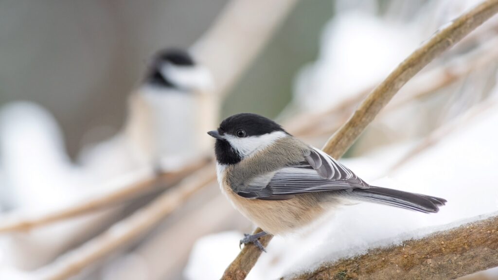 A chickadee with black and white markings perches on a snow-covered branch in a serene winter setting, with soft focus twigs in the background.