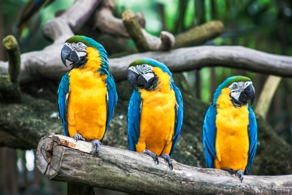 Parrots rank among the most intelligent bird species, with cognitive abilities rivaling those of great apes in certain tasks.