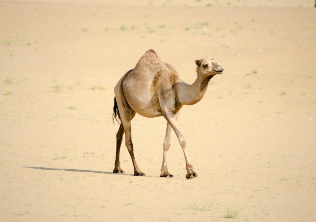 These Prehistoric Camels Once Roamed the Arctic