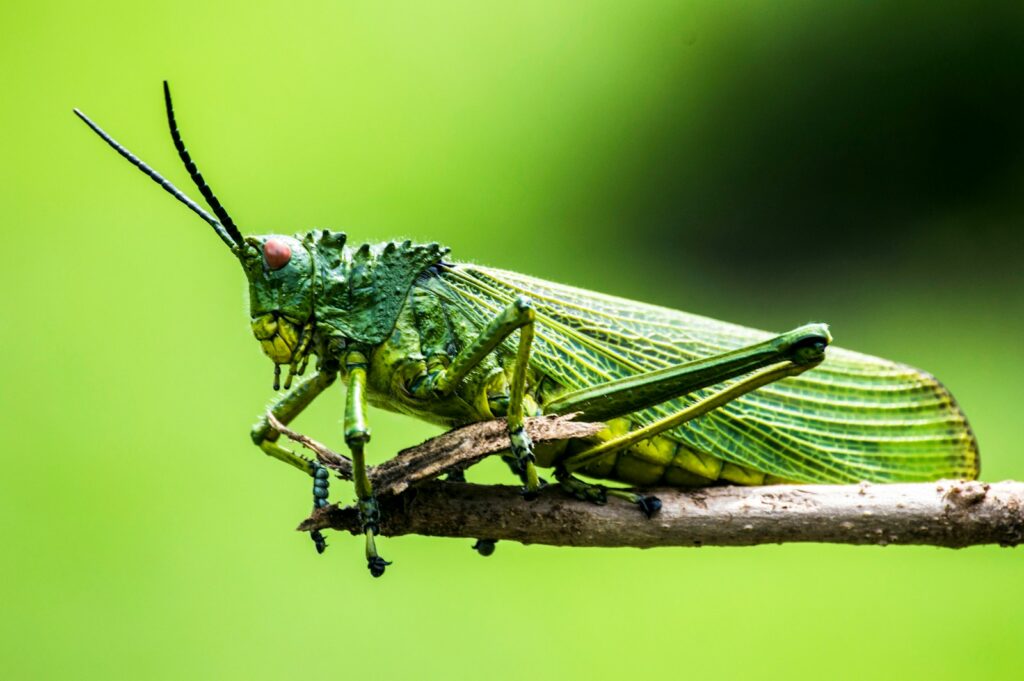 A green grasshopper with red eyes and textured wings rests on a branch against a blurred green background, highlighting its vibrant color and intricate detail.