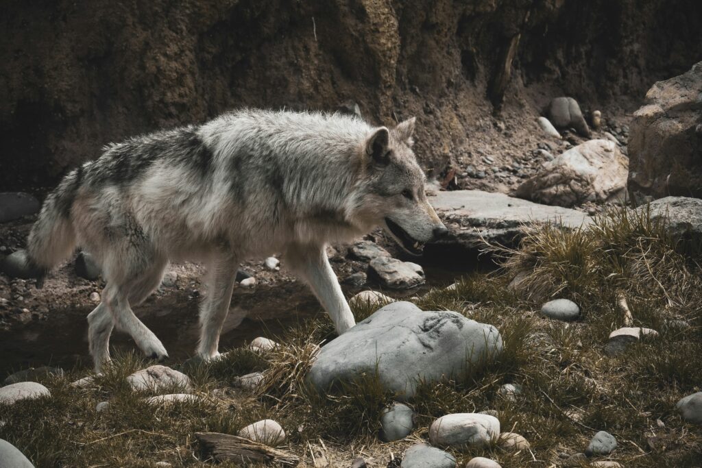 A grey wolf walks gracefully over rocky terrain, surrounded by stones and sparse grass, conveying a sense of strength and wilderness.