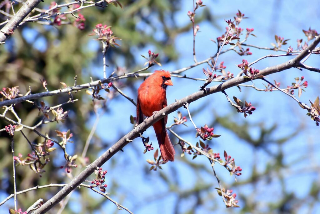 A vivid red cardinal perches on a budding tree branch against a clear blue sky. Surrounding branches have small pink blossoms, creating a serene spring scene.