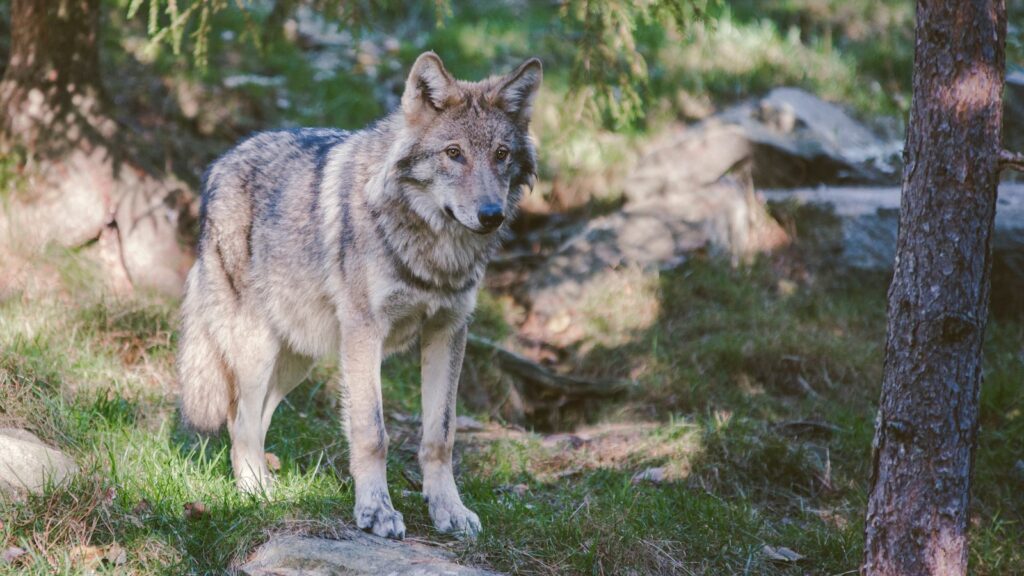 A lone wolf stands alert on a sunlit forest floor. Its gray fur blends with the dappled sunlight filtering through the trees, creating a calm, natural scene.