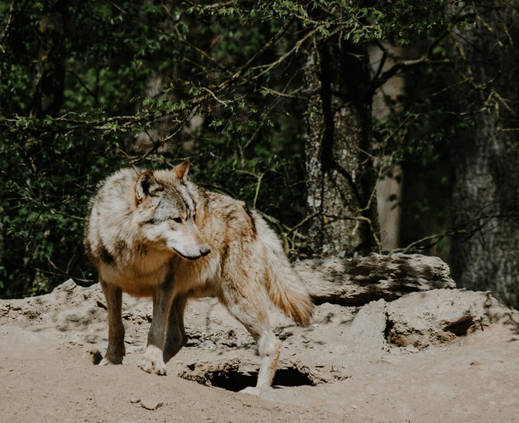 A lone wolf stands alert on rocky terrain amid a lush forest backdrop. The light highlights its thick fur, conveying a sense of wilderness and vigilance.