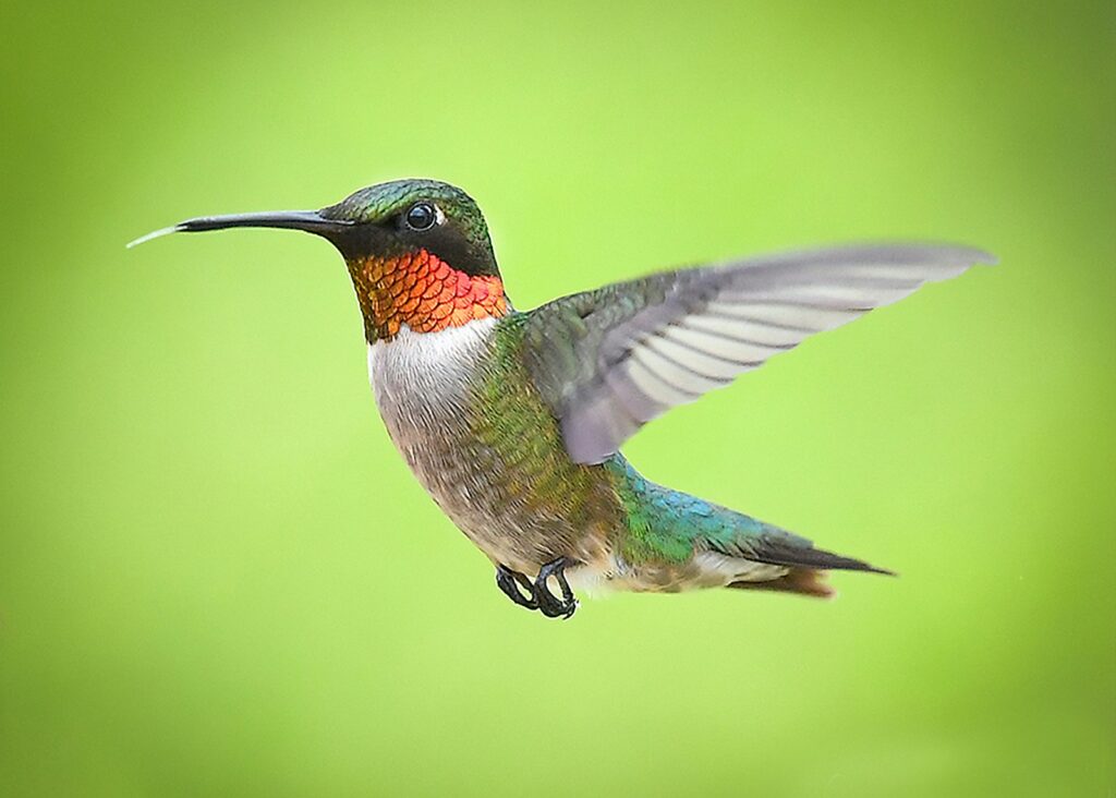 A vibrant hummingbird with iridescent green feathers and a red throat hovers mid-air against a soft green background, conveying grace and agility.