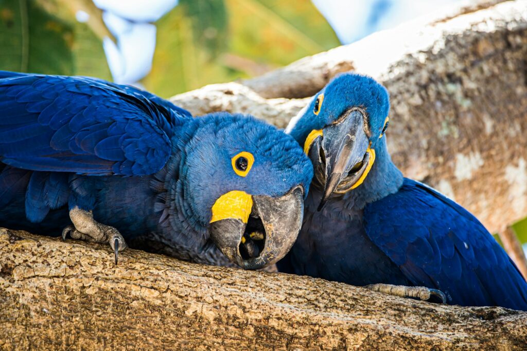 Link Between Parrots and Dinosaurs